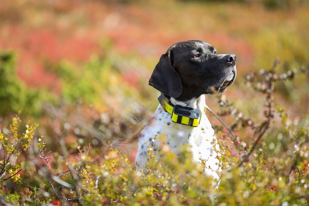GPS collars – for dogs who treat every footpath like a fresh challenge