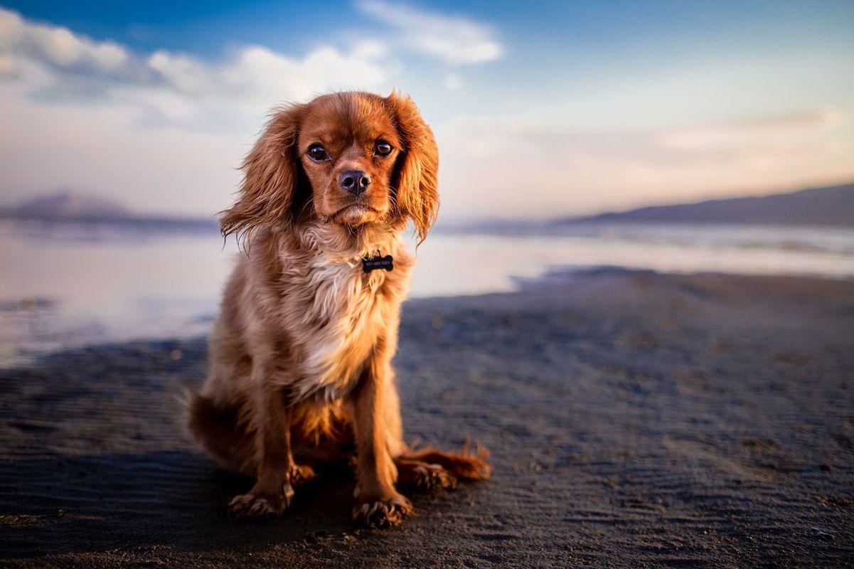 A dog poses on Daymer Bay Beach, a dog-friendly beach in Cornwall