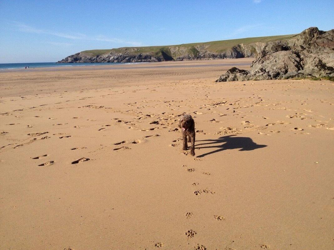 Dog on a Cornish beach