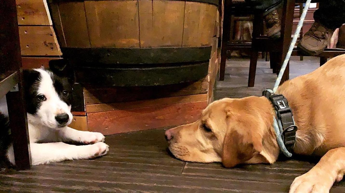 Two dogs enjoy a visit to the Brig and Barrell, a dog-friendly pub in Scotland