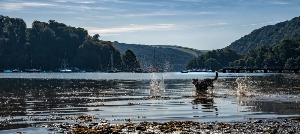 Dog splashing in the water 