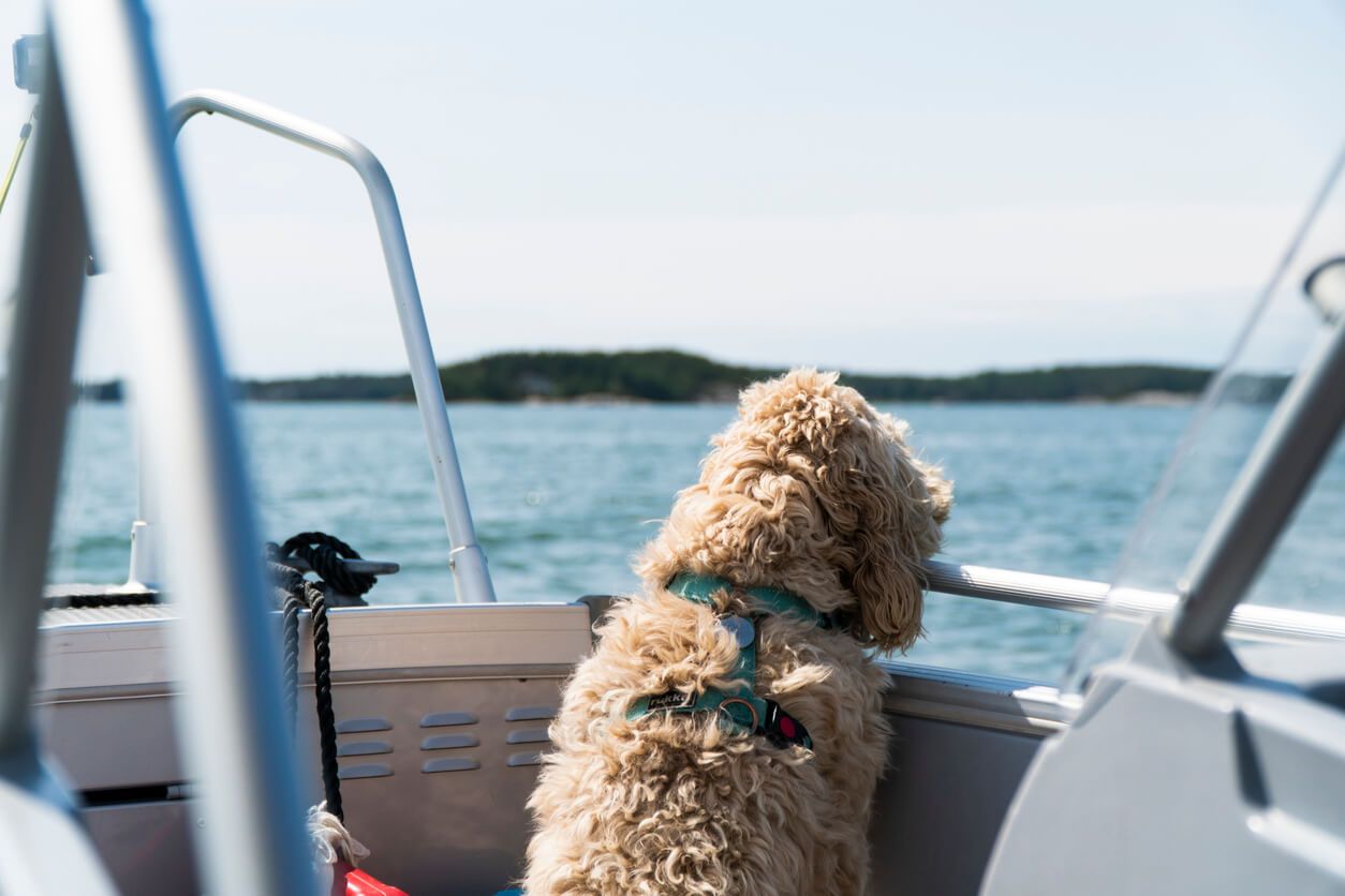Dog on a boat