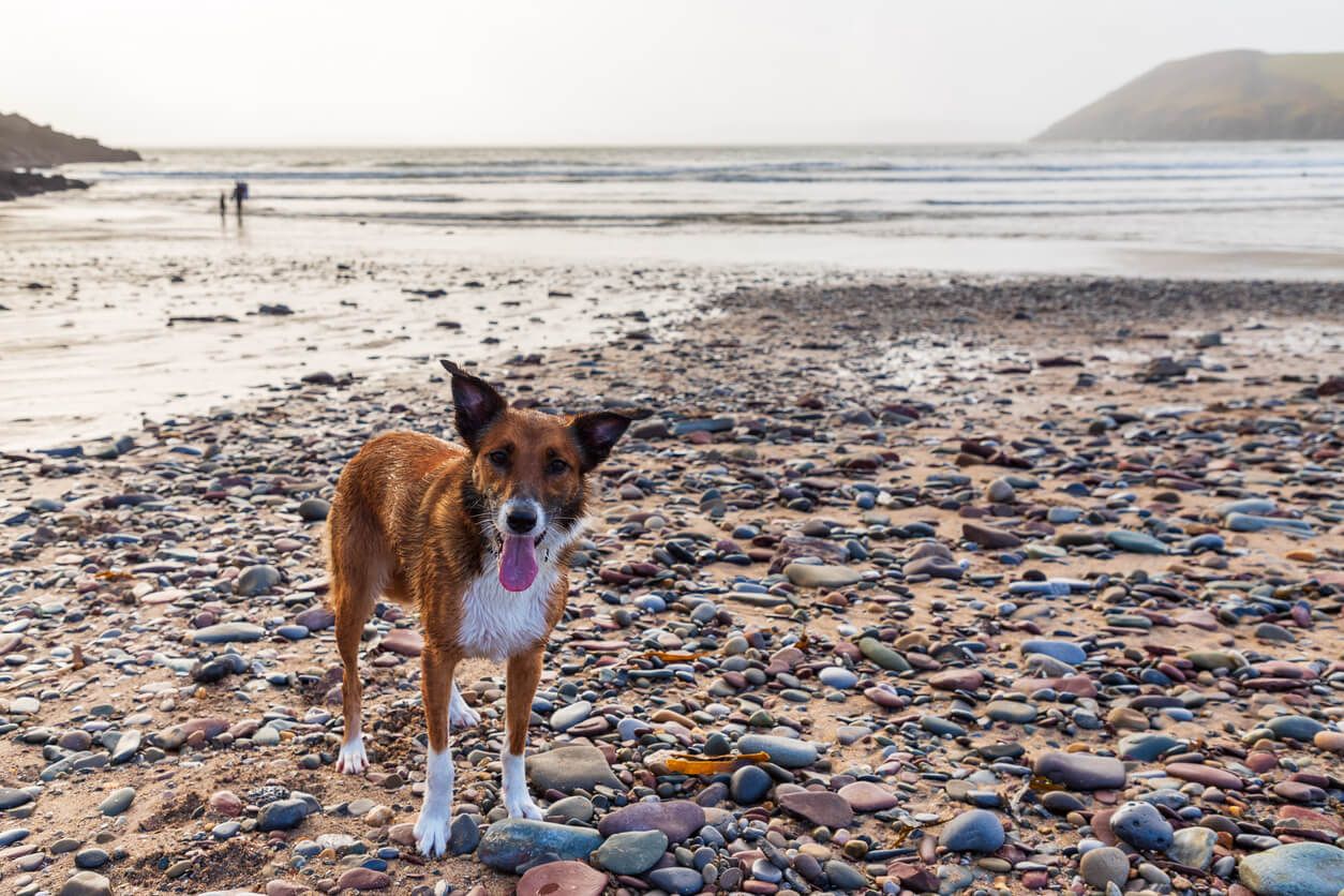 an image of Dog friendly log cabins in Pembrokeshire