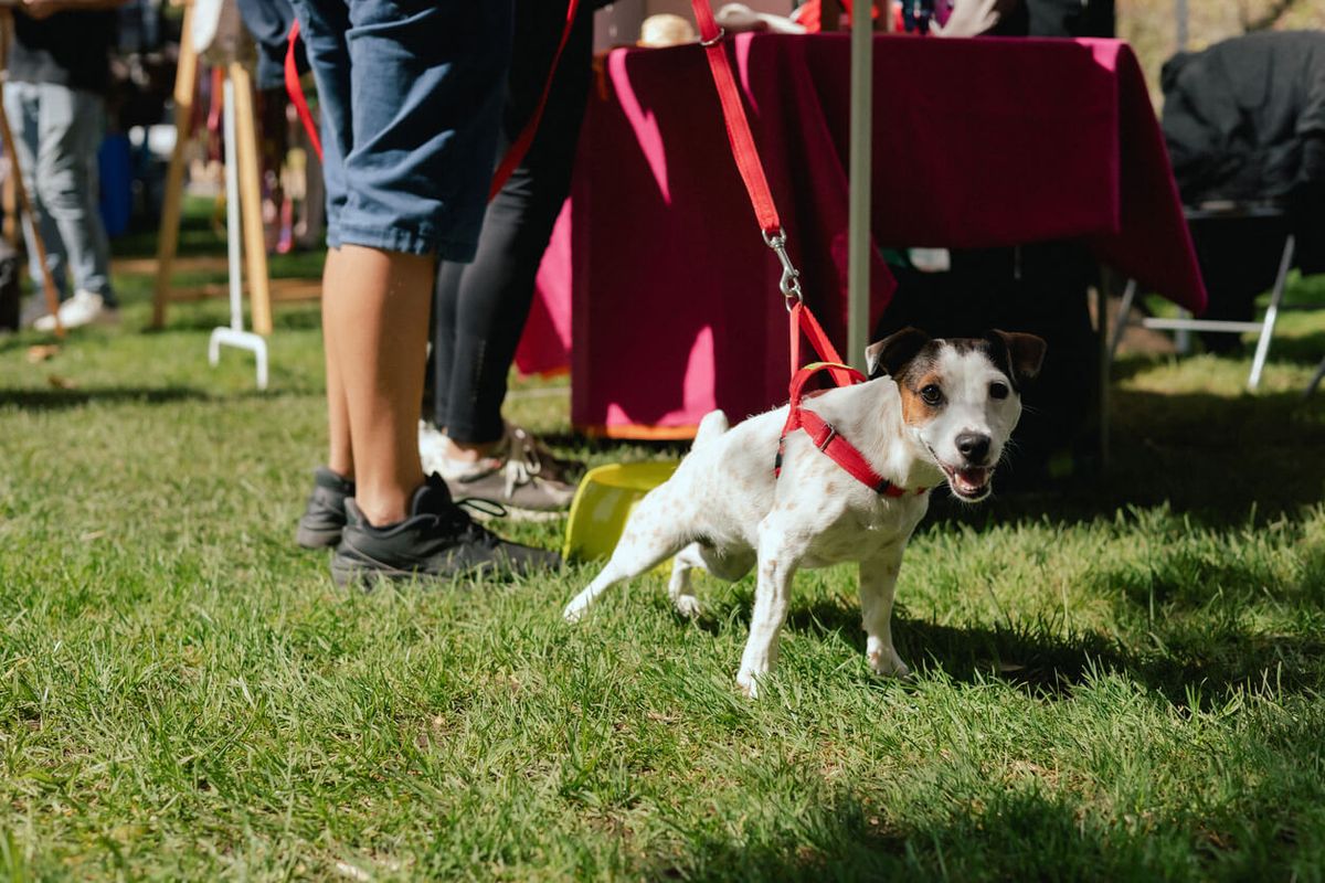 Paws in the Park