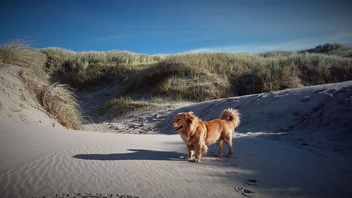 A dog enjoys the sand dunes at Crantock beach, a dog-friendly beach in Cornwall