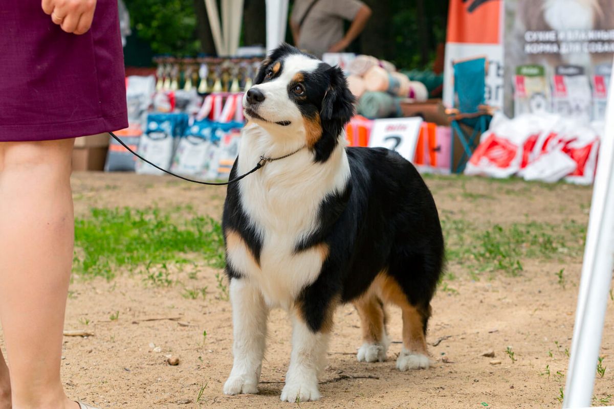 DogFest 2025