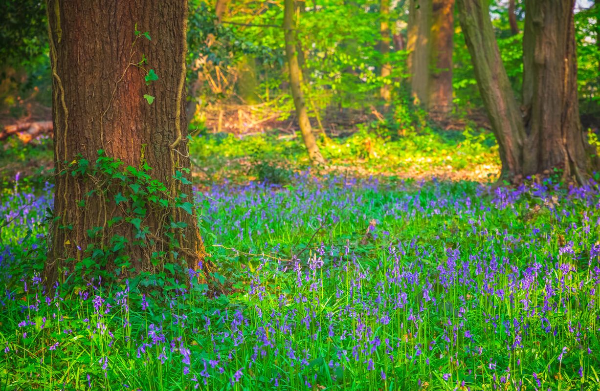 Highgate Wood, London