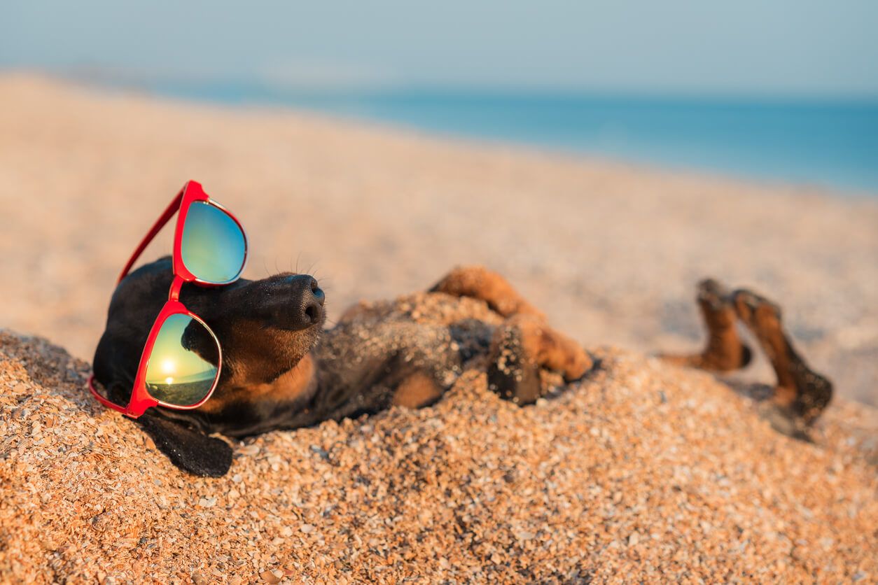 Sausage dog lying on the sands with sunglasses on