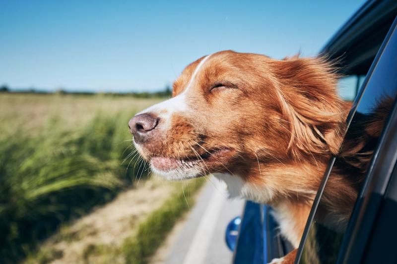 A dog sticking its head out the car window