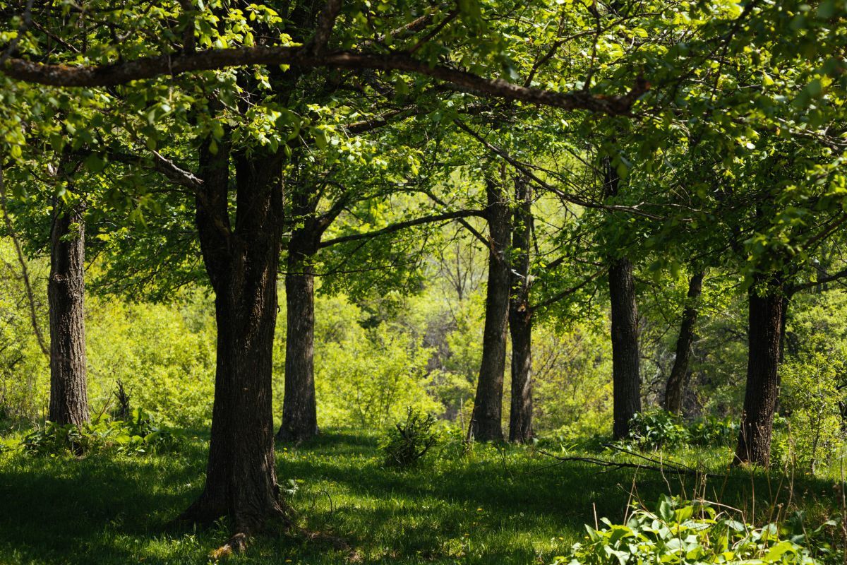 Fairhaven Woodland & Water Gardens 