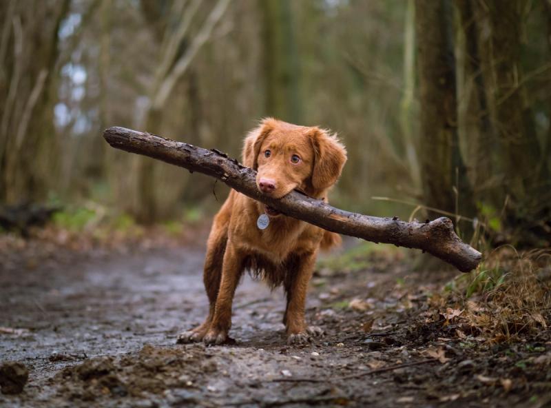 dog in forest with a large stick