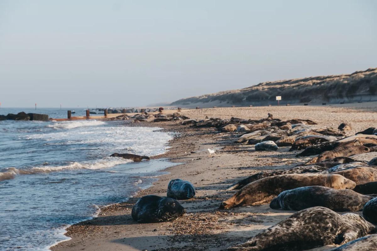 Horsey Beach