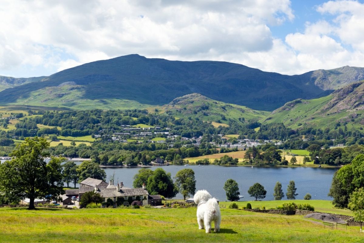 Maltese overlooks Coniston