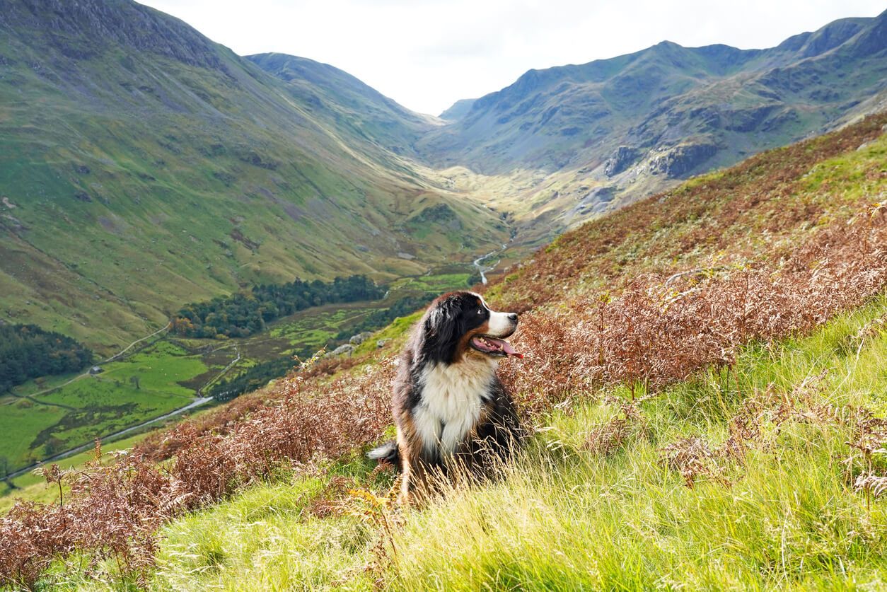 Best places to visit in the Lake District with your dog
