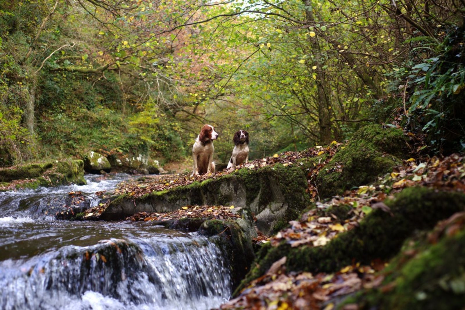 2 dogs in Ashclyst Forest