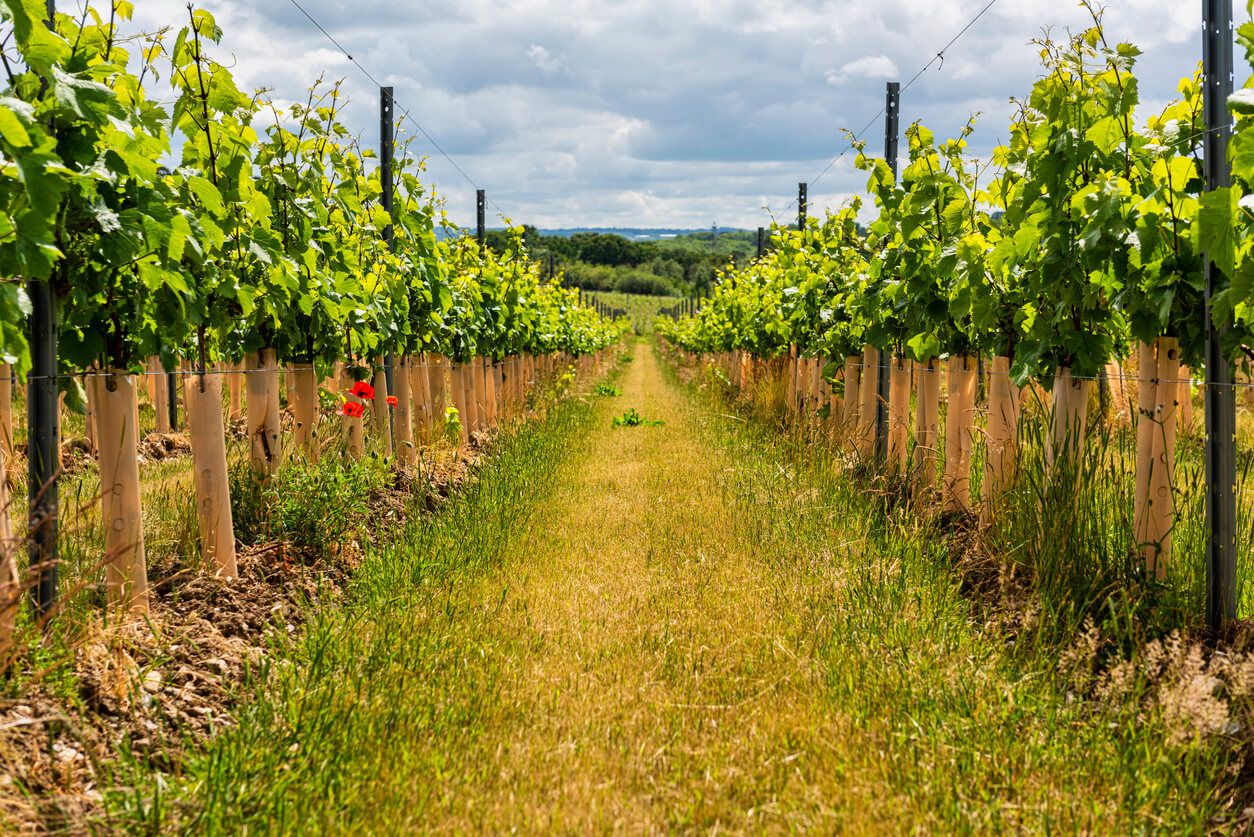 English/UK vineyard tours to try this summer