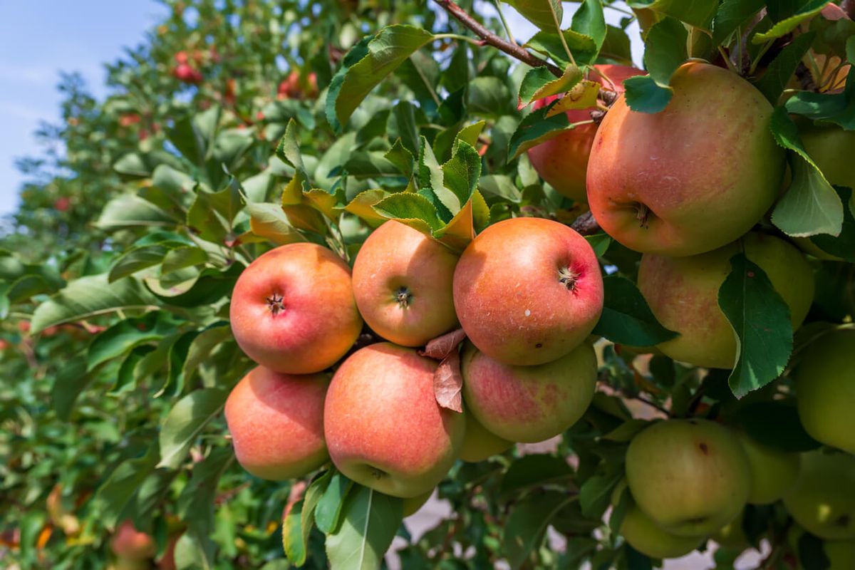 Dorset Nectar Cider Farm