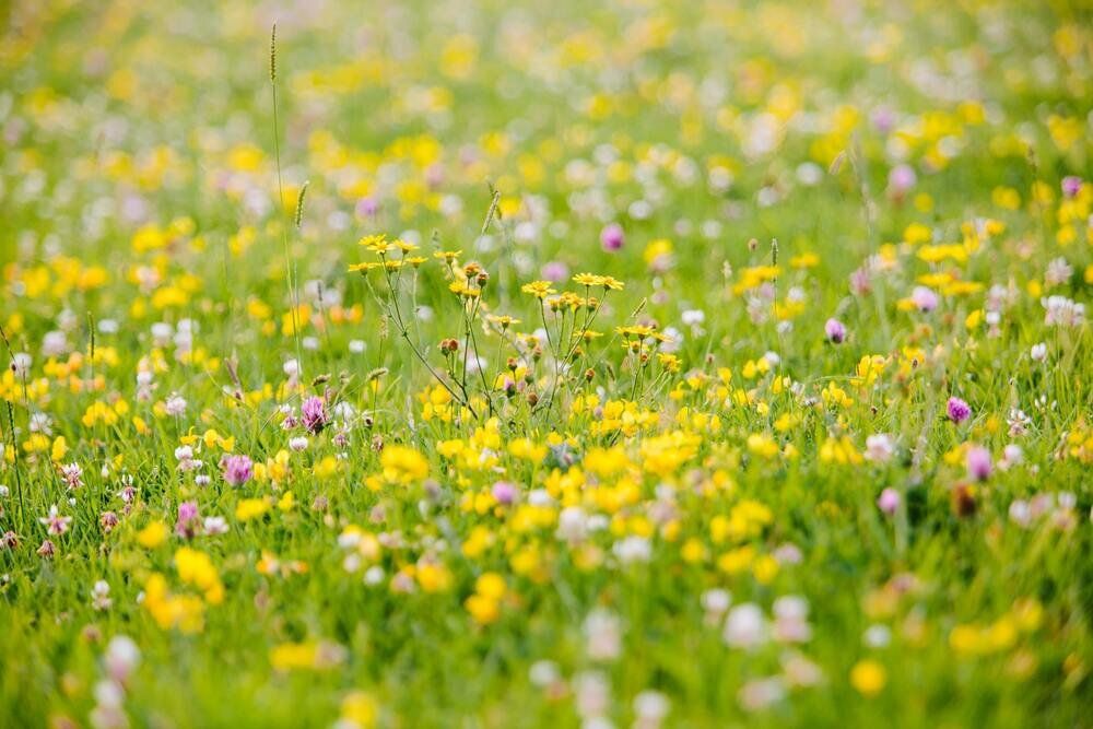 Spring meadow