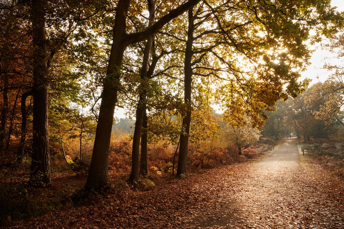 Burnham Beeches & The Blackwood Arms, Buckinghamshire