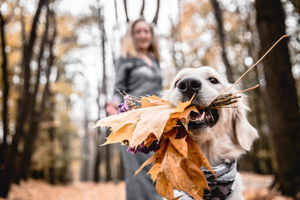 Dog in woodland area with leaves in mouth