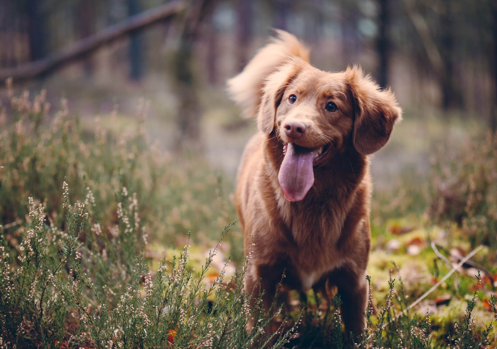 Fashion yorkshire breaks with dogs