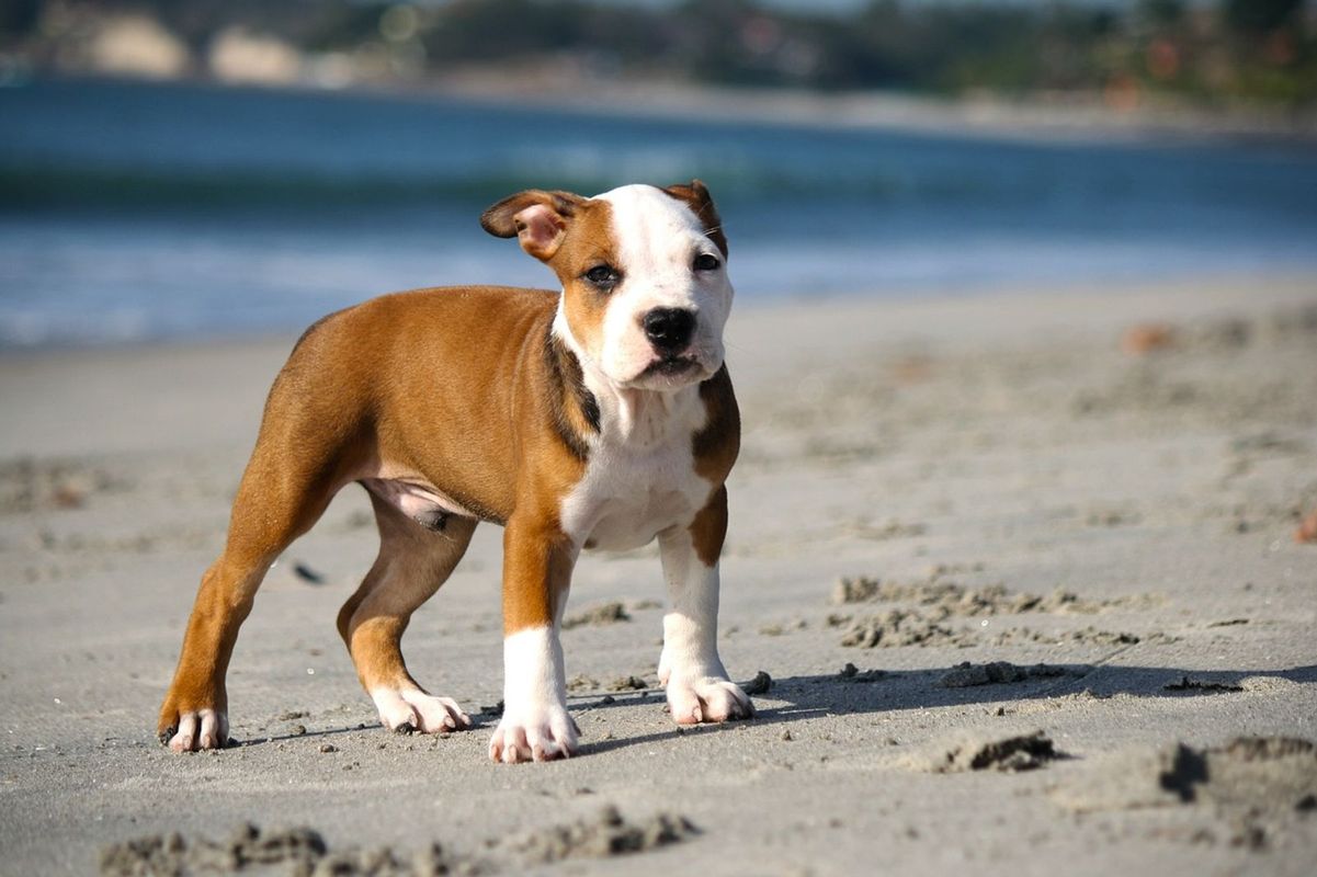 A puppy enjoys the beach at Long Rock Beach, a dog-friendly beach in Cornwall