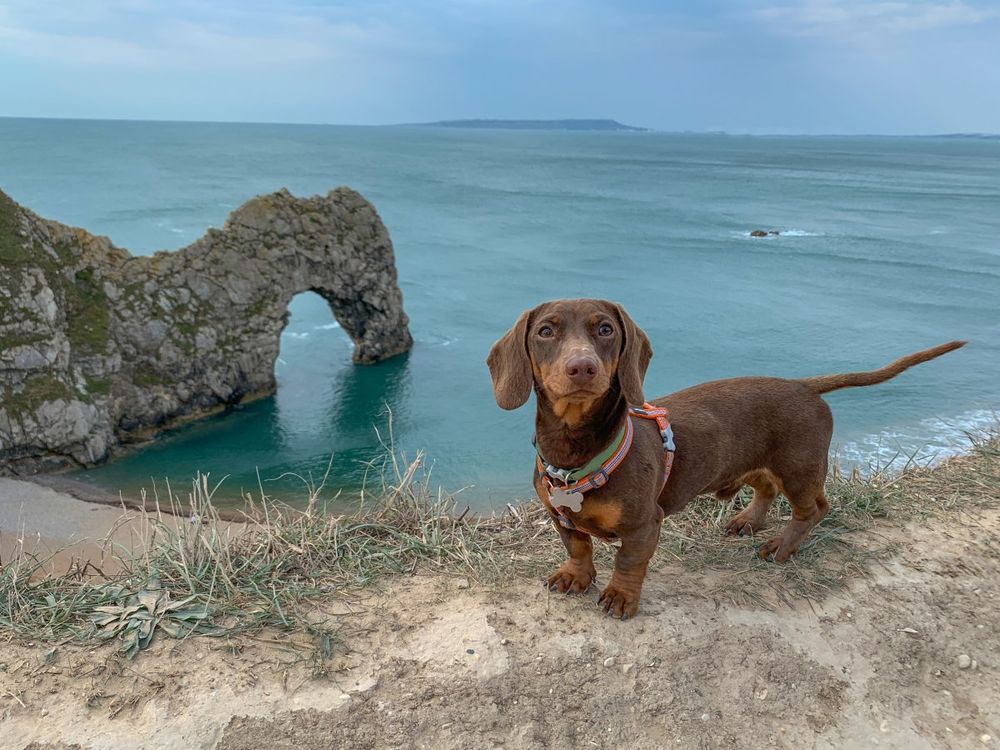 Dachshund standing near Durdle Door, Dorset