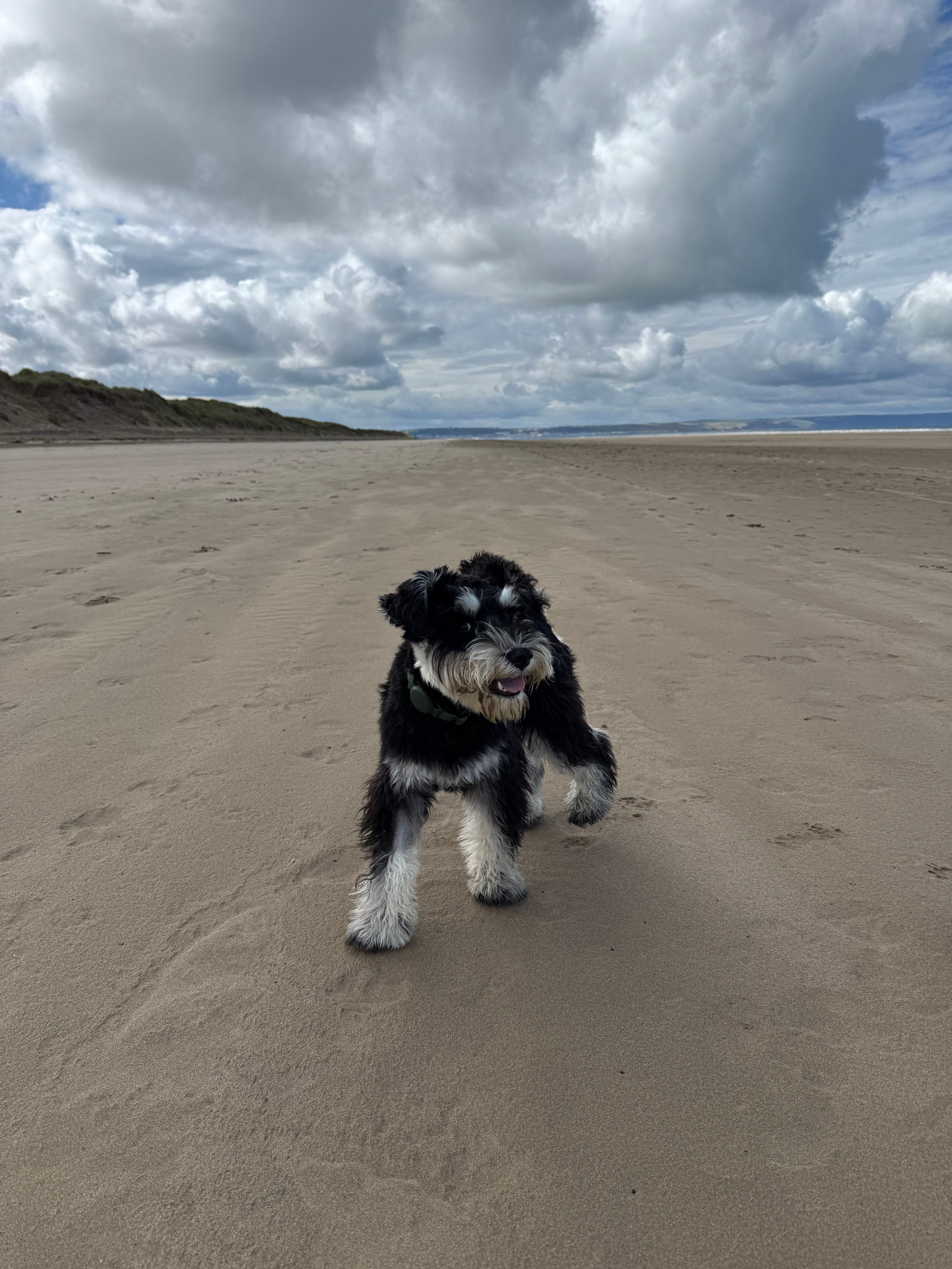 Paddy