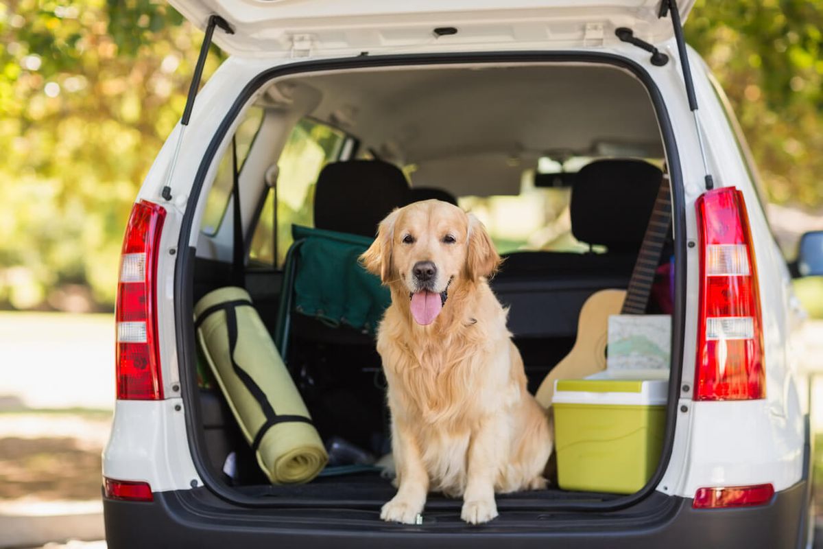 Tips for planning a dog-friendly road trip