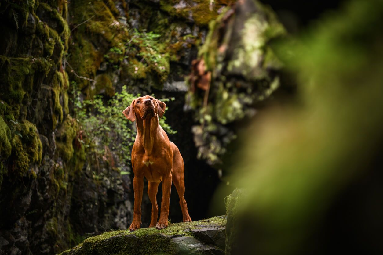 The best dog-friendly indoor attractions in the UK