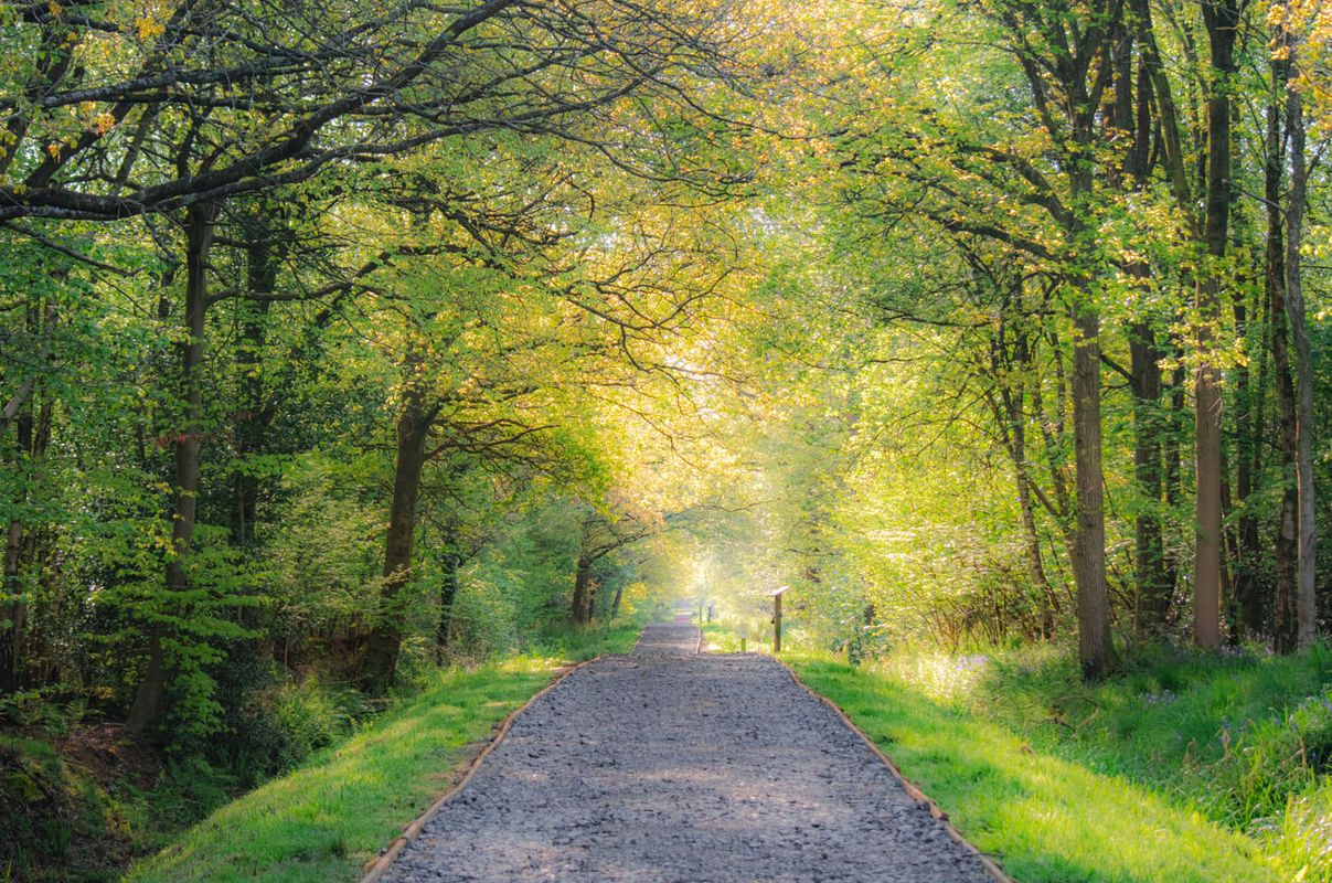 Hamsterley Forest, County Durham