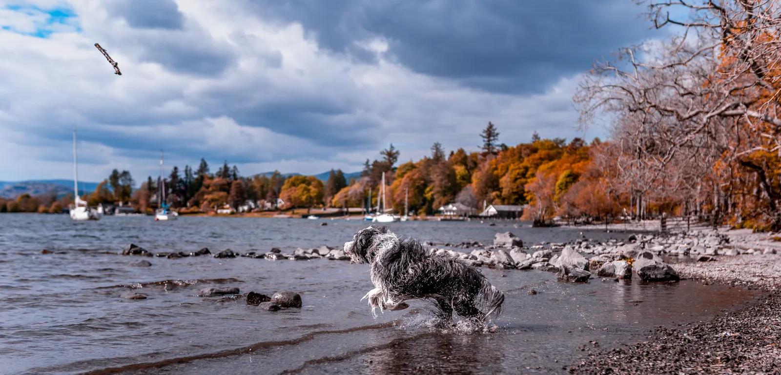Windermere West Shore
