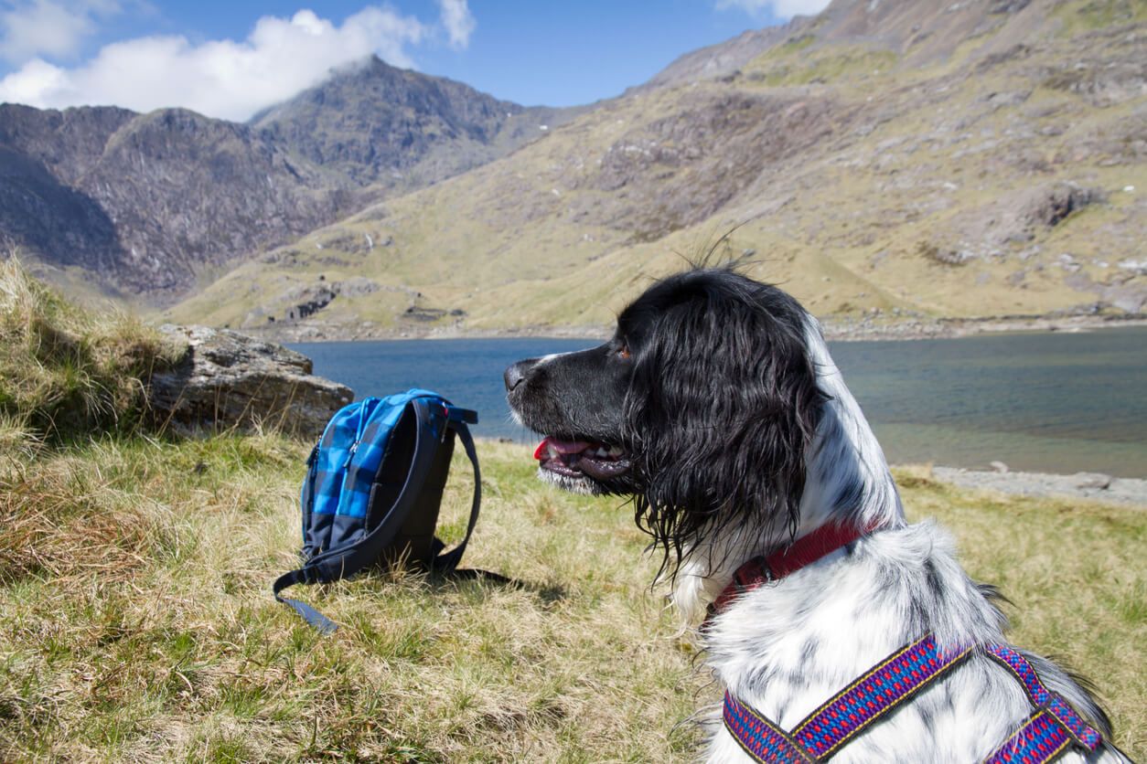 an image of Luxury dog friendly cottages in Snowdonia