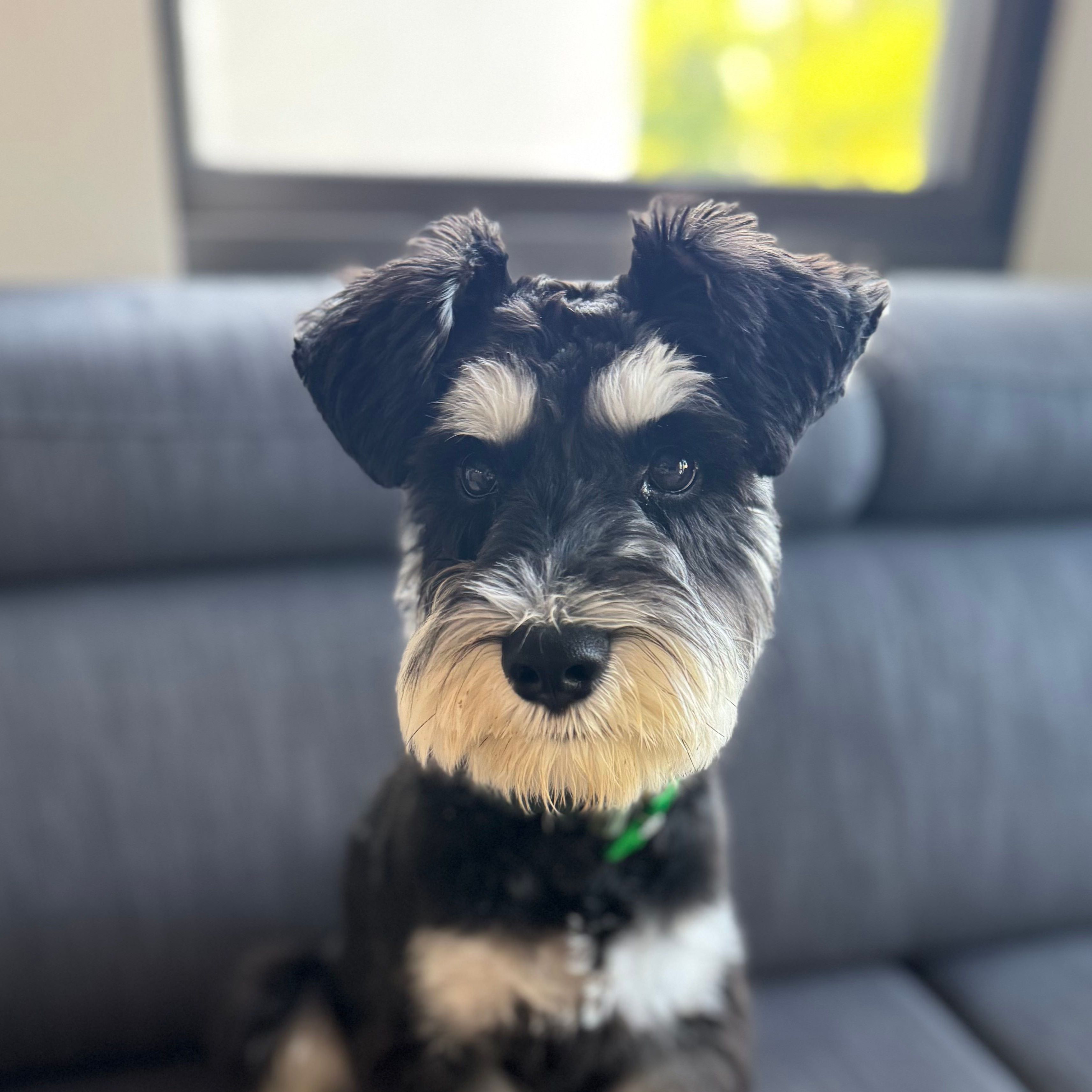 Paddy