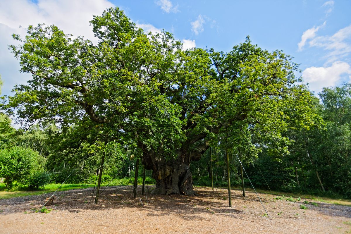 Sherwood Forest