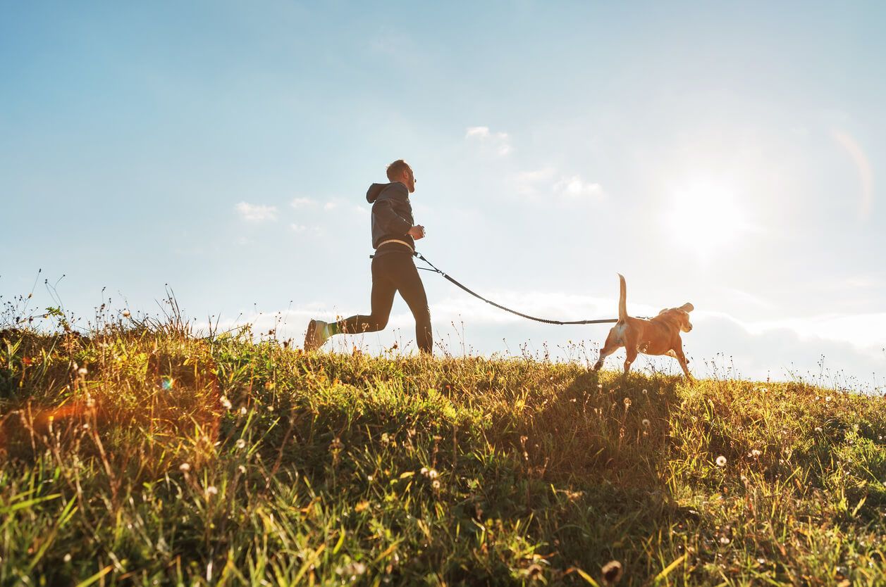 5 dog-friendly staycation ideas for active dogs