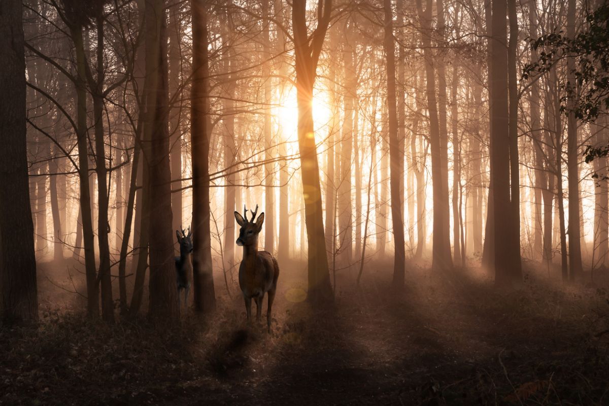 Stags in Norfolk woodland at sunrise
