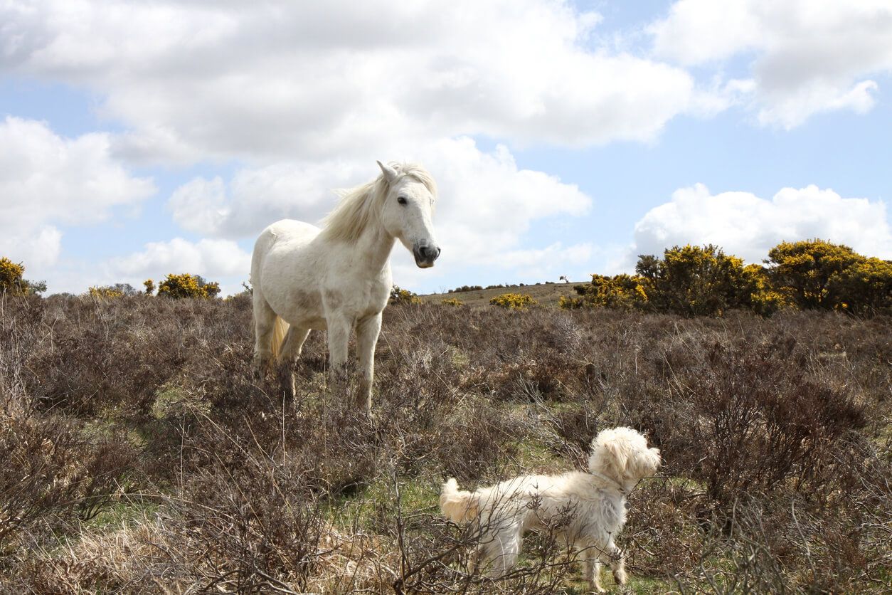 an image of New Forest dog-friendly cottages with an enclosed garden