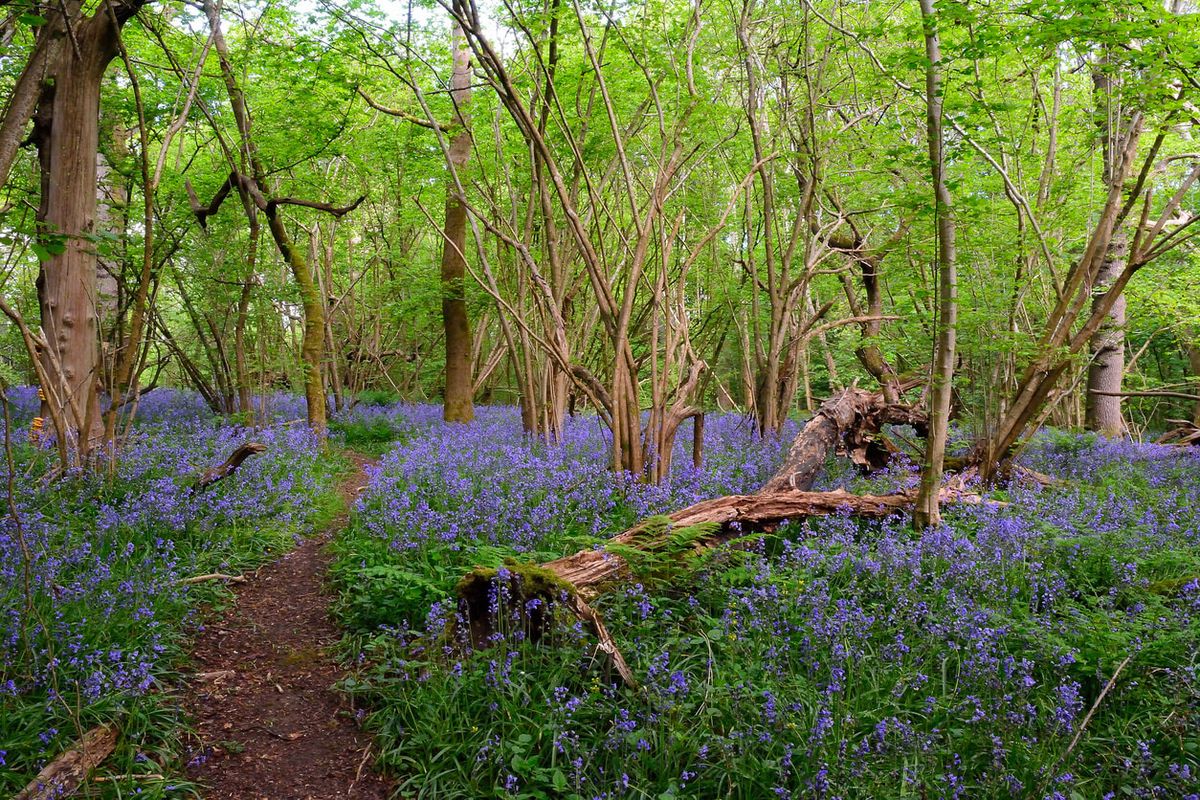 Box Hill, Surrey