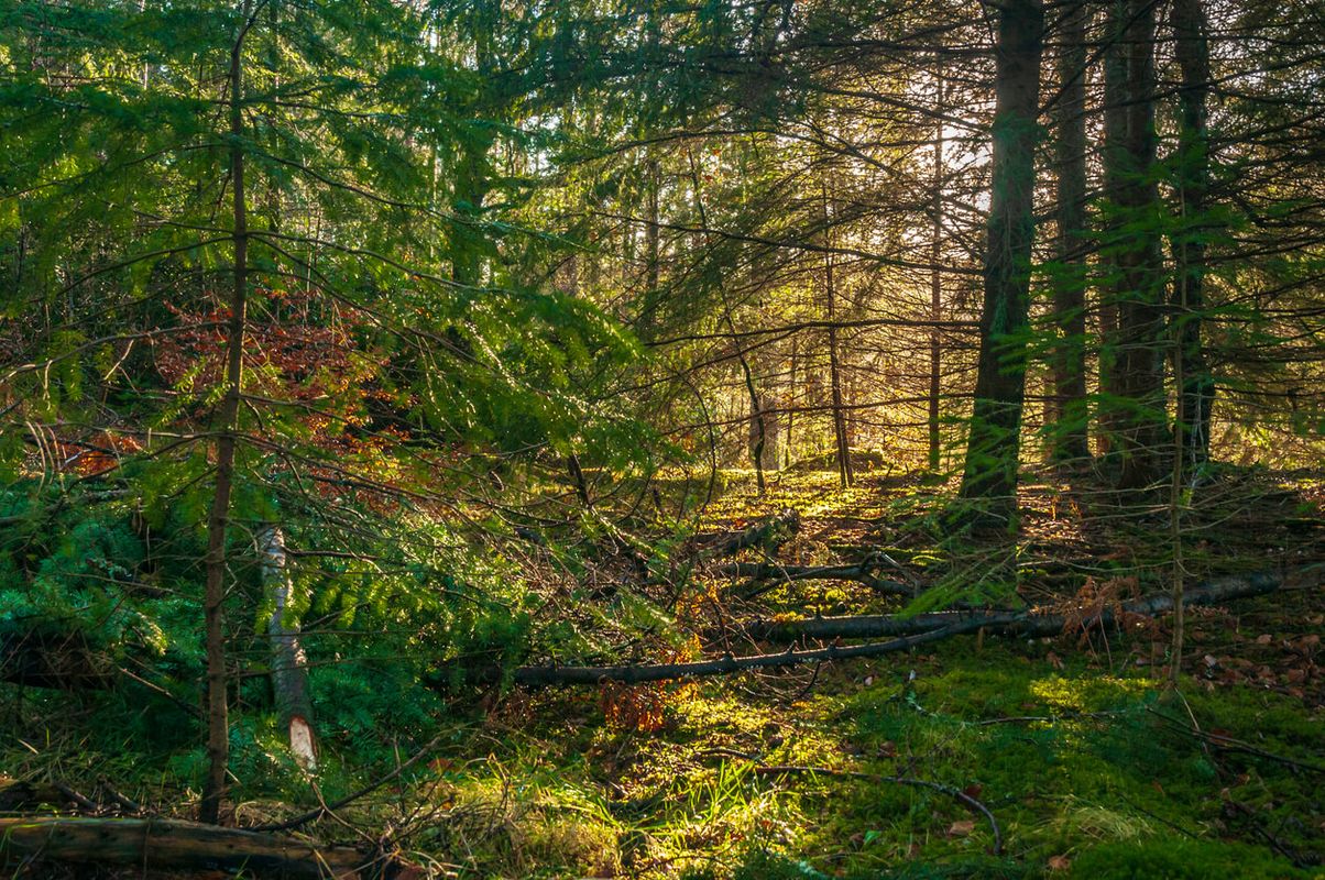 Faskally Forest, Perthshire