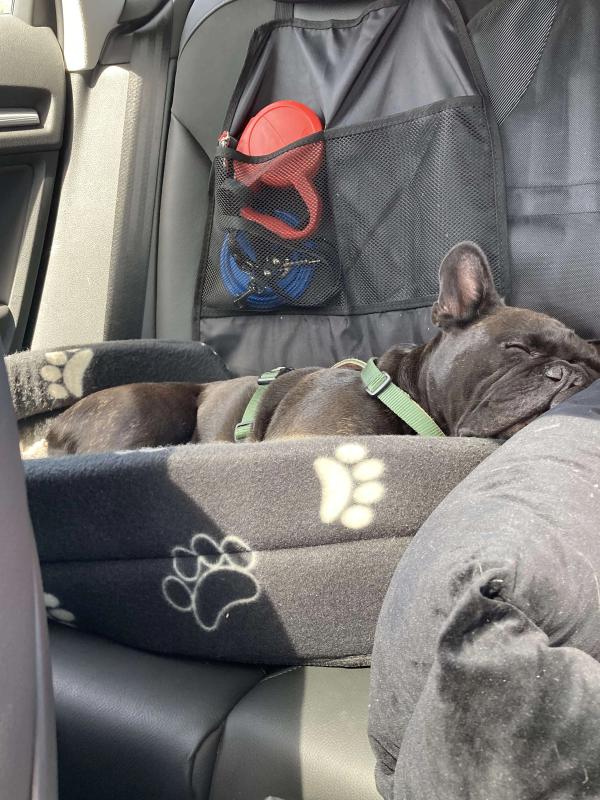 French Bulldog sleeping in the car