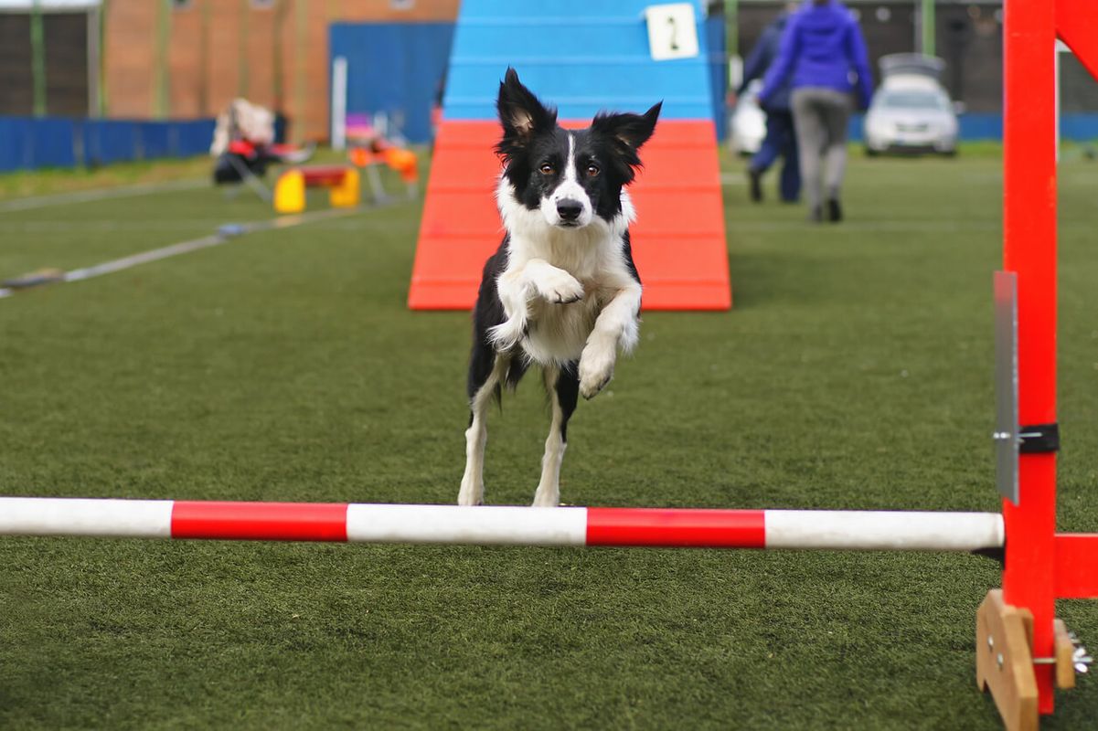 Dogstival