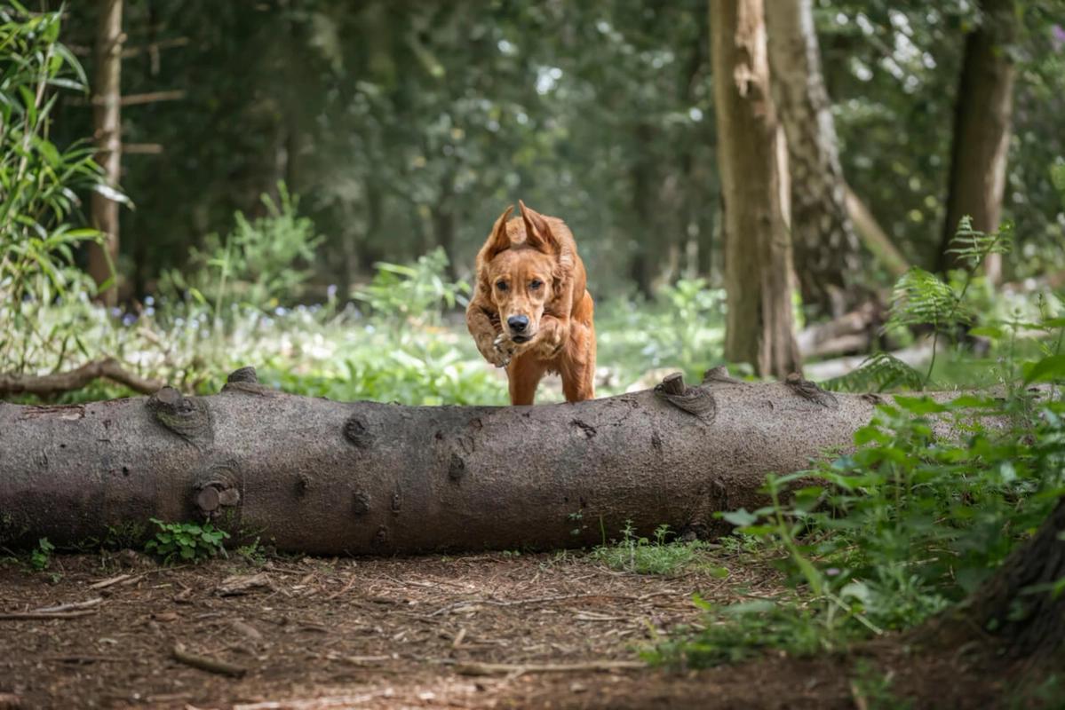 Hamsterley Forest, County Durham