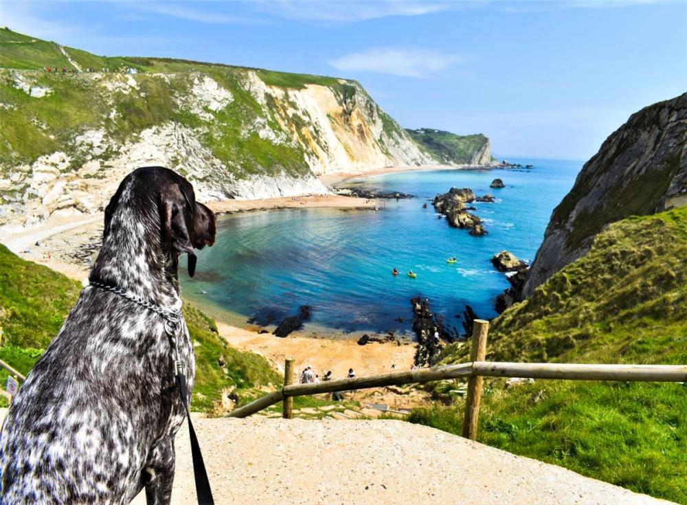 Dog Friendly Staycations