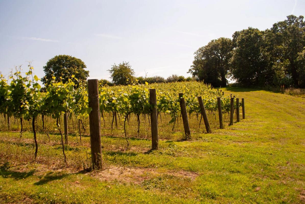 Chapel Down – Kent