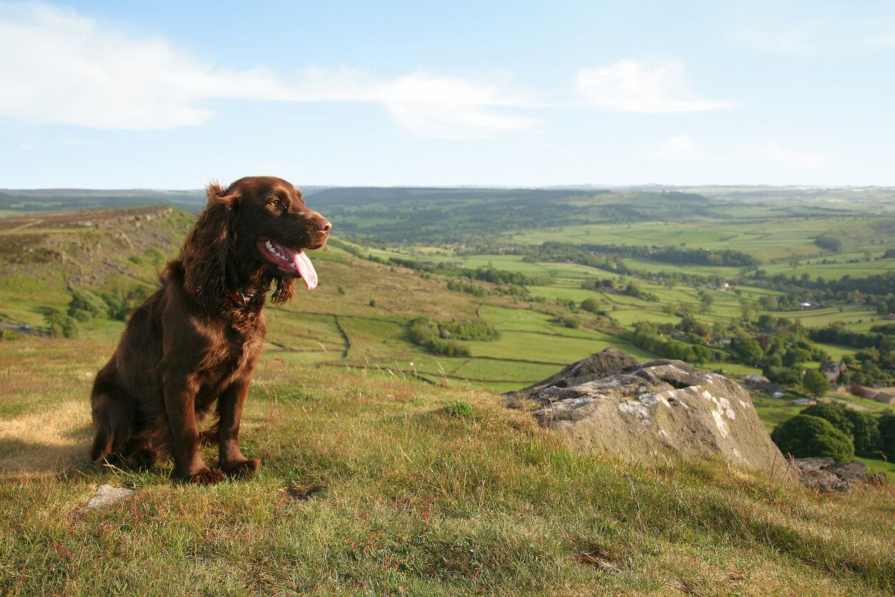 Dog in the Peak District