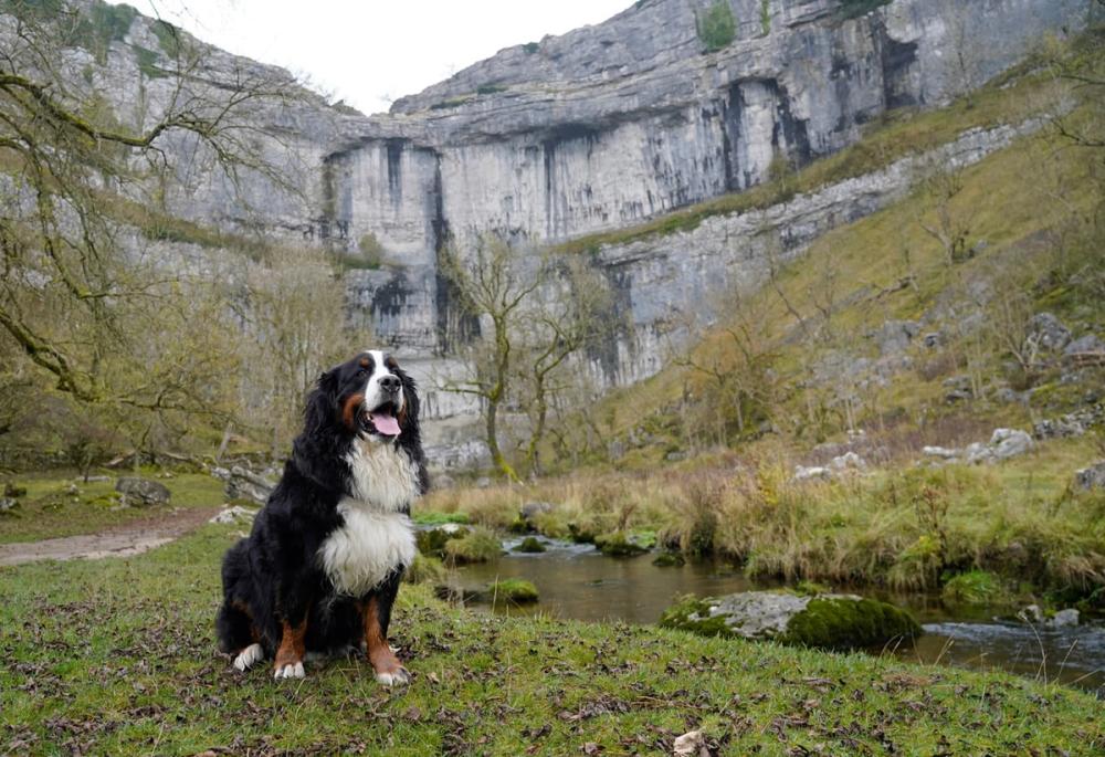 Best dog walks in Yorkshire