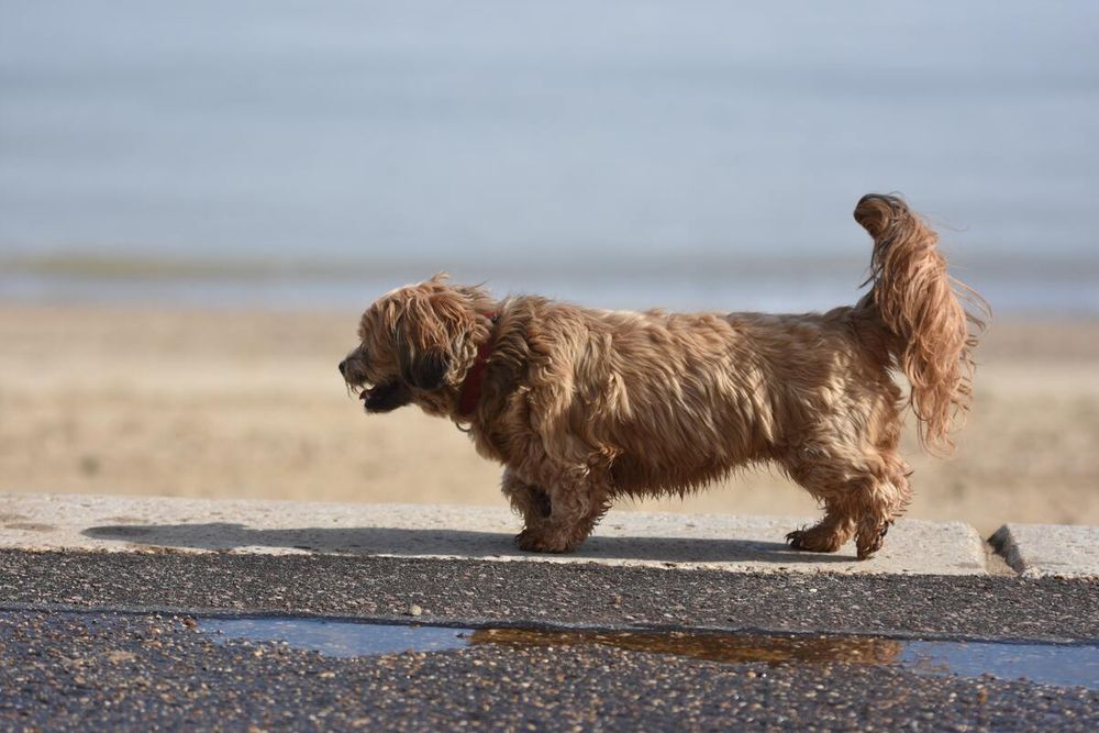 Dog on seafront promenade