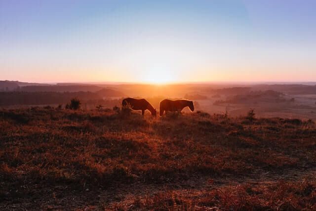 New Forest