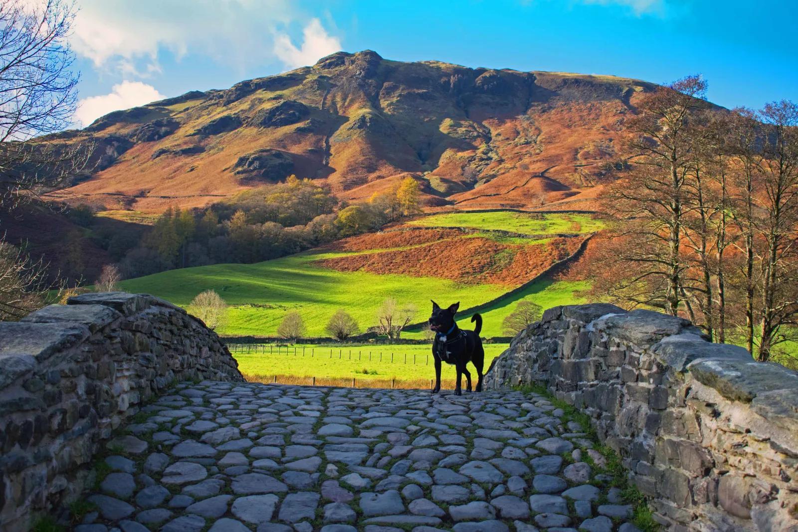 Dog on bridge in lake district 